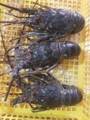 Tôm hùm xanh ngất xịn