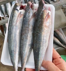 Nục tươi làm sạch, giá combo (kg)