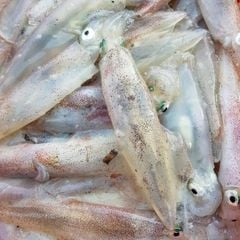 Mực Ống lao Phú Quốc 8-9 con/kg (kg)