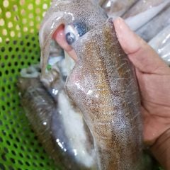 Mực lá Phú Quốc (kg)