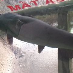 Cá Lăng đen to 3-5kg/con (kg)