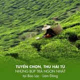 TRÀ OOLONG DOTEA (L462)