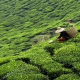 MẠT OOLONG TRÀ DOTEA (L271)