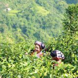 TRÀ TRẮNG SHAN TUYẾT CỔ THỤ DOTEA (W921)