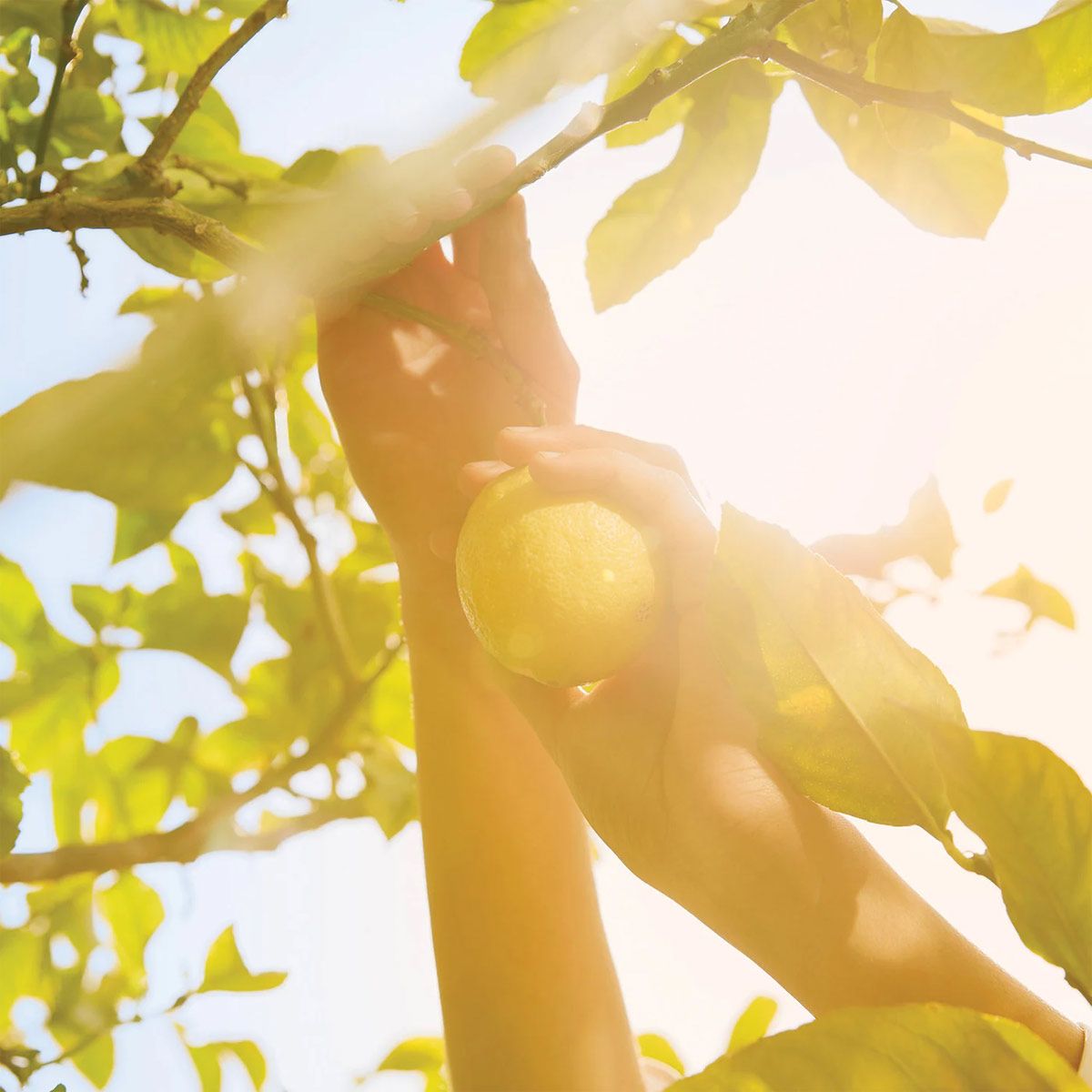  Maison Margiela Replica Under the Lemon Trees 