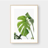  MONSTERA LEAF NO.6 
