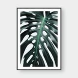  MONSTERA LEAF NO.1 