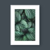  CALATHEA 