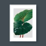  HOMALOMENA 