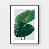  HOMALOMENA 