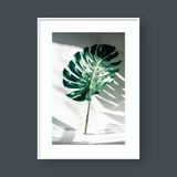  MONSTERA IN THE BOTTLE 