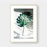  MONSTERA IN THE BOTTLE 