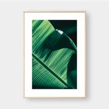  BANANA LEAVES 