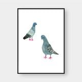  PIGEONS 