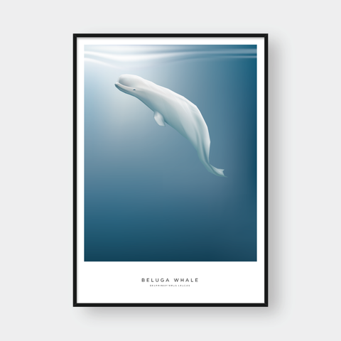  BELUGA WHALE 