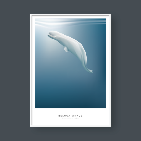  BELUGA WHALE 