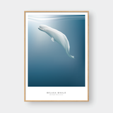  BELUGA WHALE 