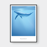  BLUE WHALE 