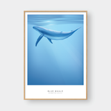 BLUE WHALE 