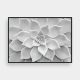  CACTUS NO.1 