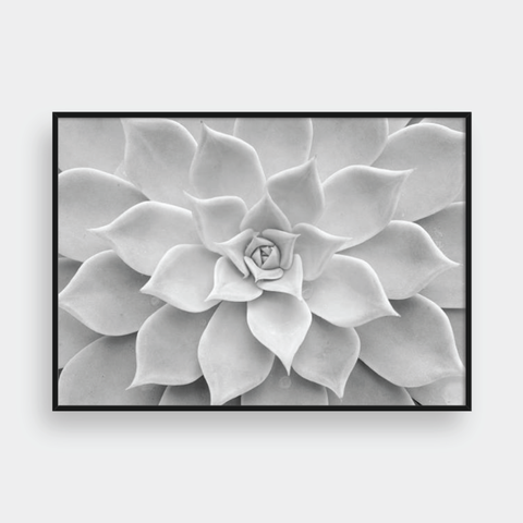  CACTUS NO.1 