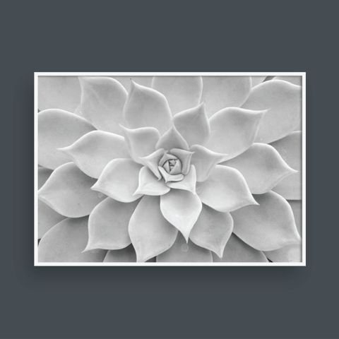  CACTUS NO.1 
