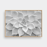  CACTUS NO.1 