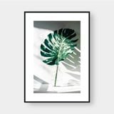  MONSTERA IN THE BOTTLE 