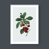  CHERRY NO.1 
