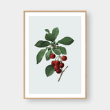  CHERRY NO.1 
