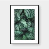  CALATHEA 