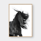  DARK HORSE 
