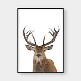  DEER NO.1 