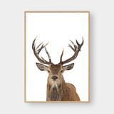  DEER NO.1 