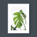  MONSTERA LEAF NO.6 
