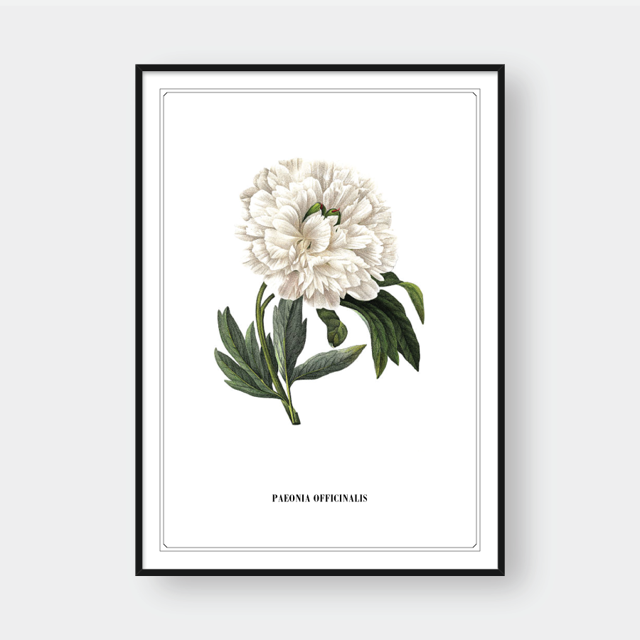  FLOWER SERIES NO.2 