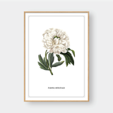  FLOWER SERIES NO.2 