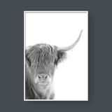  HIGHLAND COW NO.1 