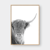  HIGHLAND COW NO.1 