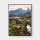  HIGHLAND COW NO.2 