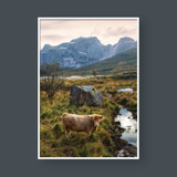  HIGHLAND COW NO.2 