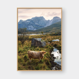  HIGHLAND COW NO.2 