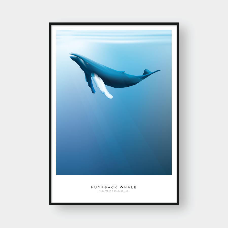  HUMPBACK WHALE 