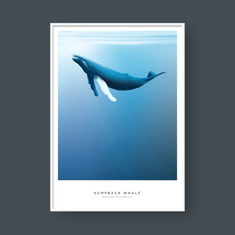  HUMPBACK WHALE 