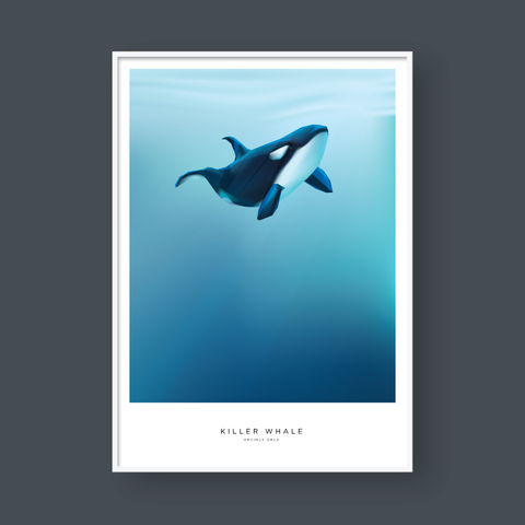  KILLER WHALE 