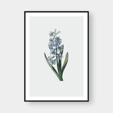  LILY NO.1 
