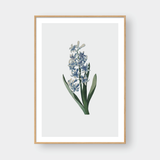  LILY NO.1 