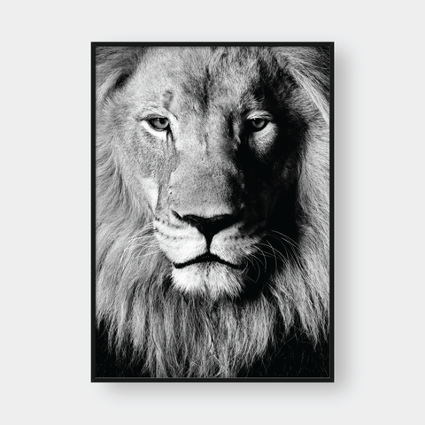  LION BLACK & WHITE 