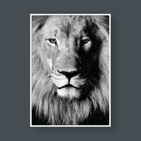  LION BLACK & WHITE 