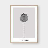  LOTUS 1 